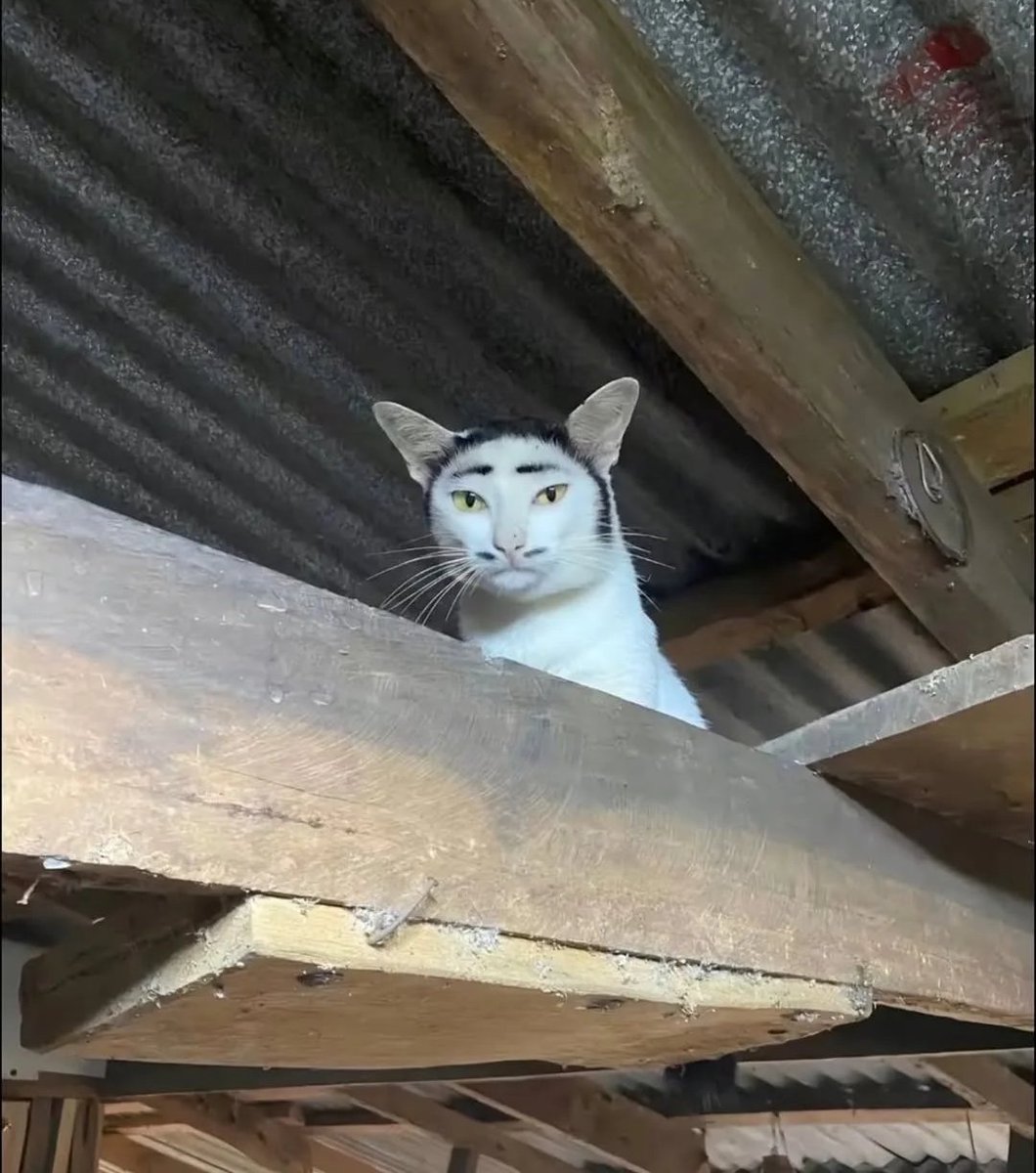 Daily Cat Posts tweet media