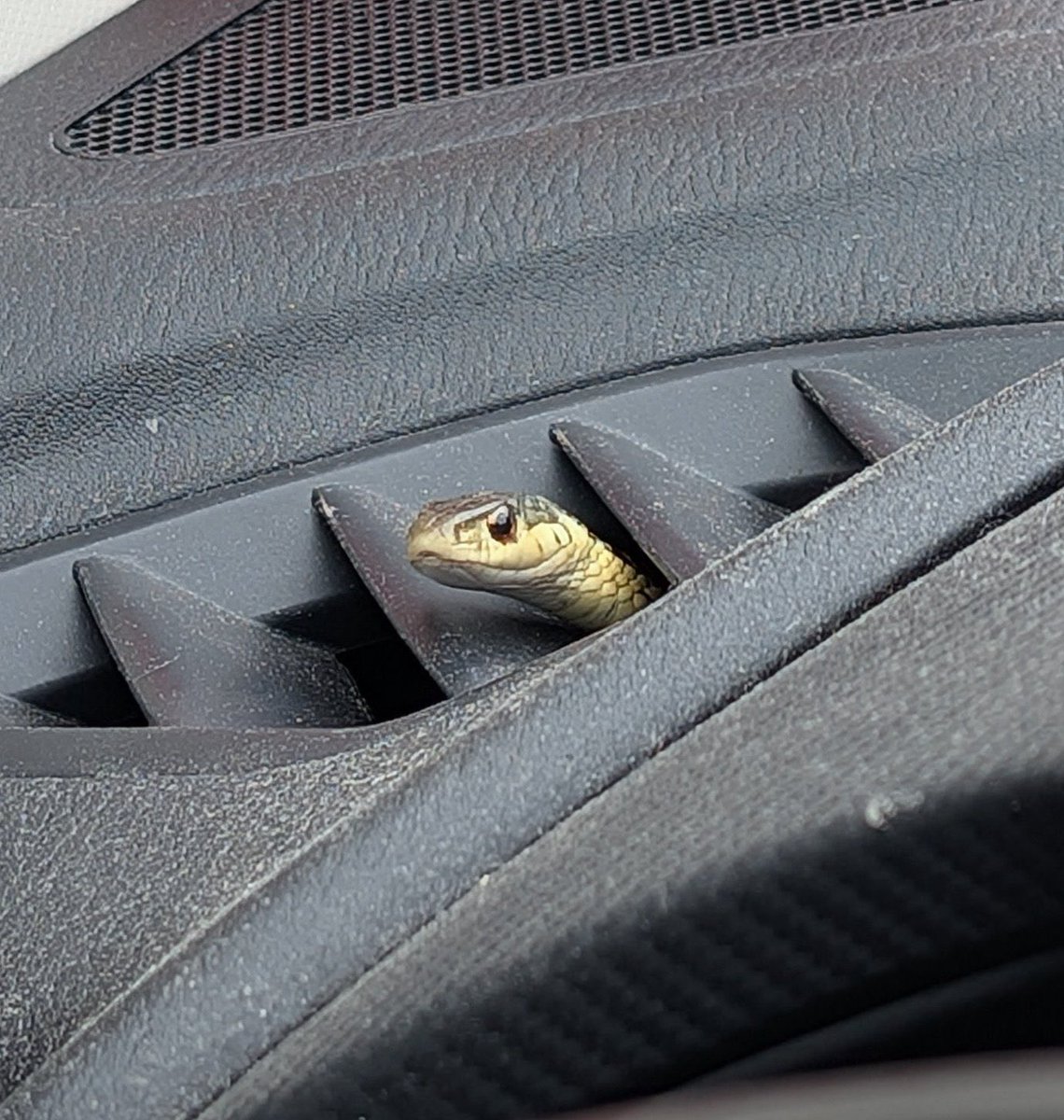 DAMI FOREIGN🥶 tweet media