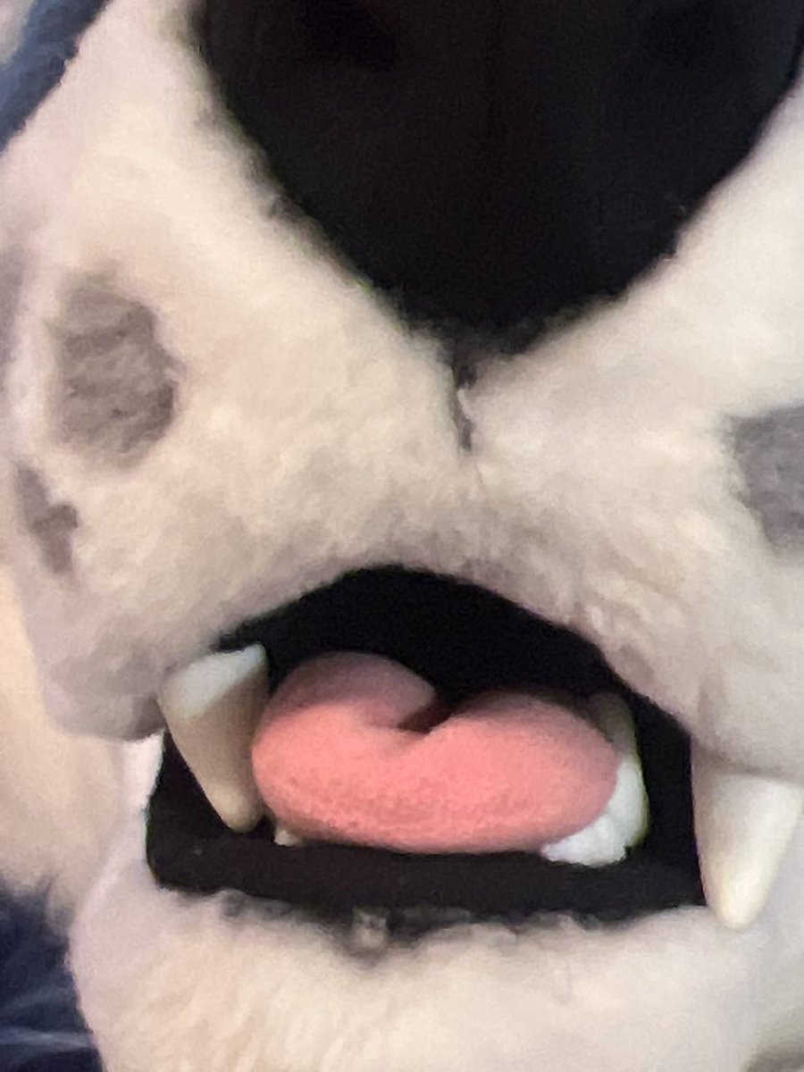 dirdwolf @ fwa tweet media