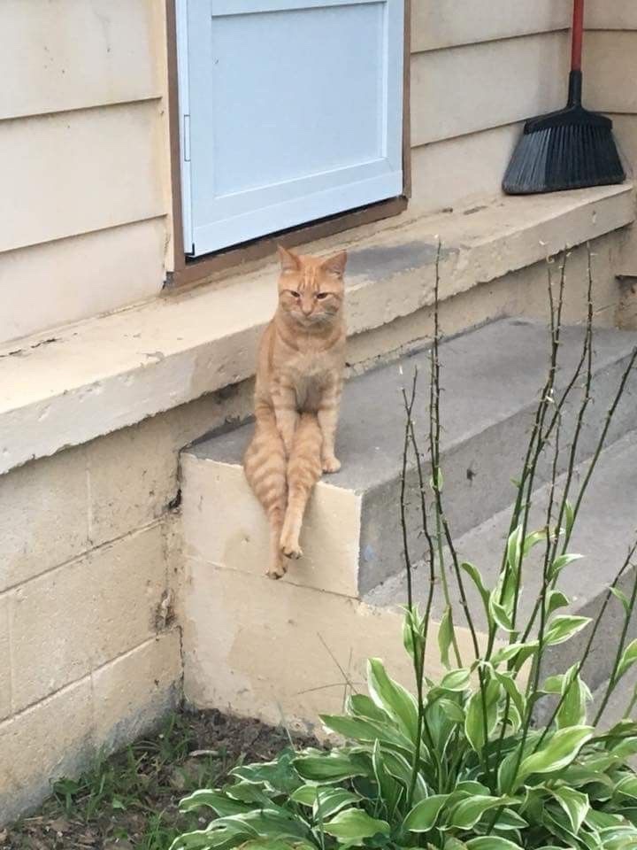 No Cats No Life tweet media