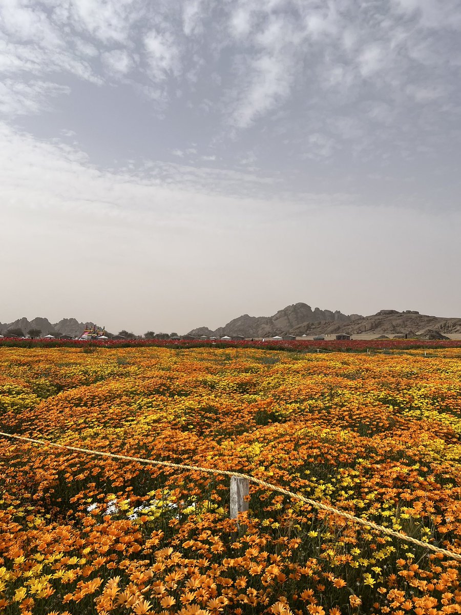 عبدالله tweet media