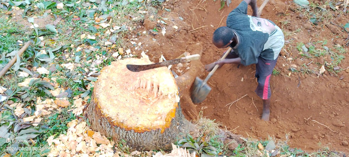 BlockStructkv's tweet image. #DAY2 
50% progress of site cleaning only.
#Tugumane