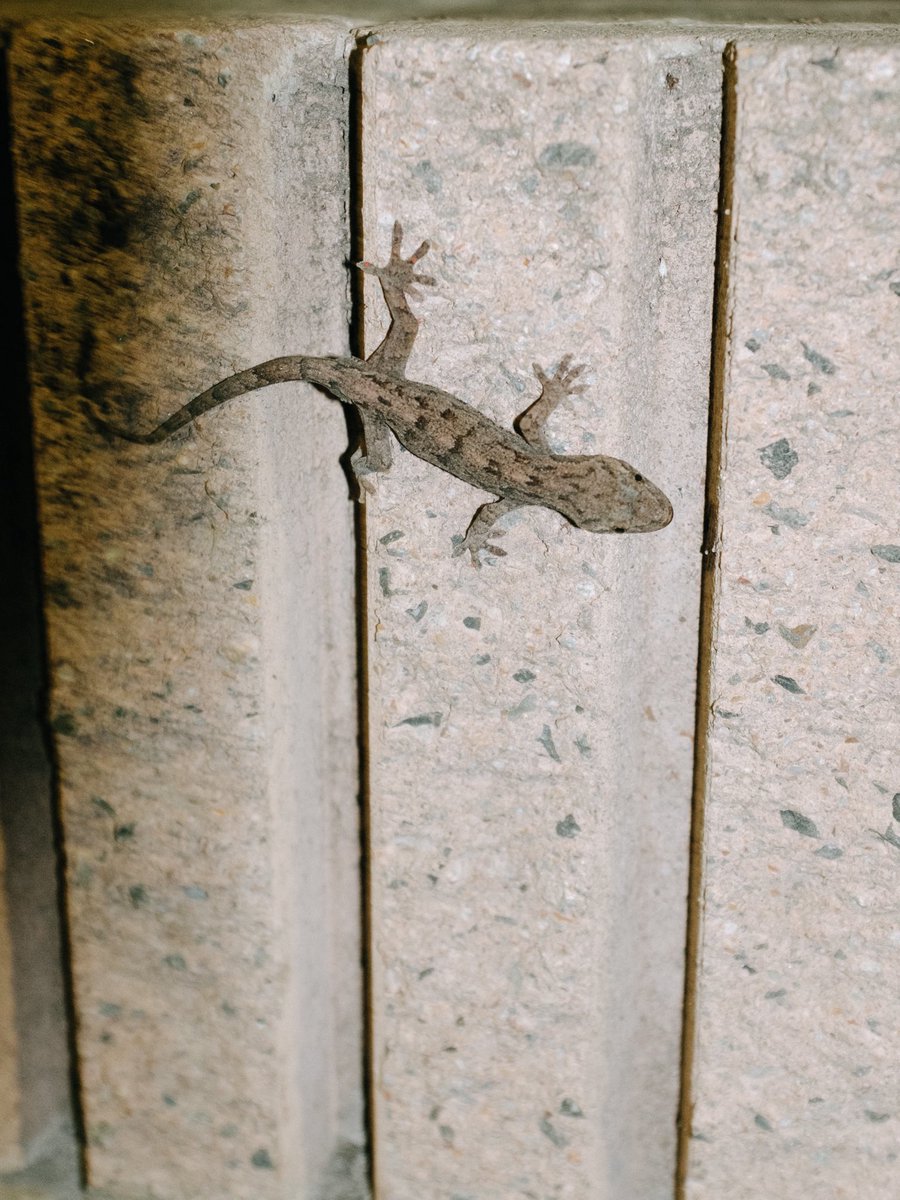 伝説のシティドラゴン tweet media