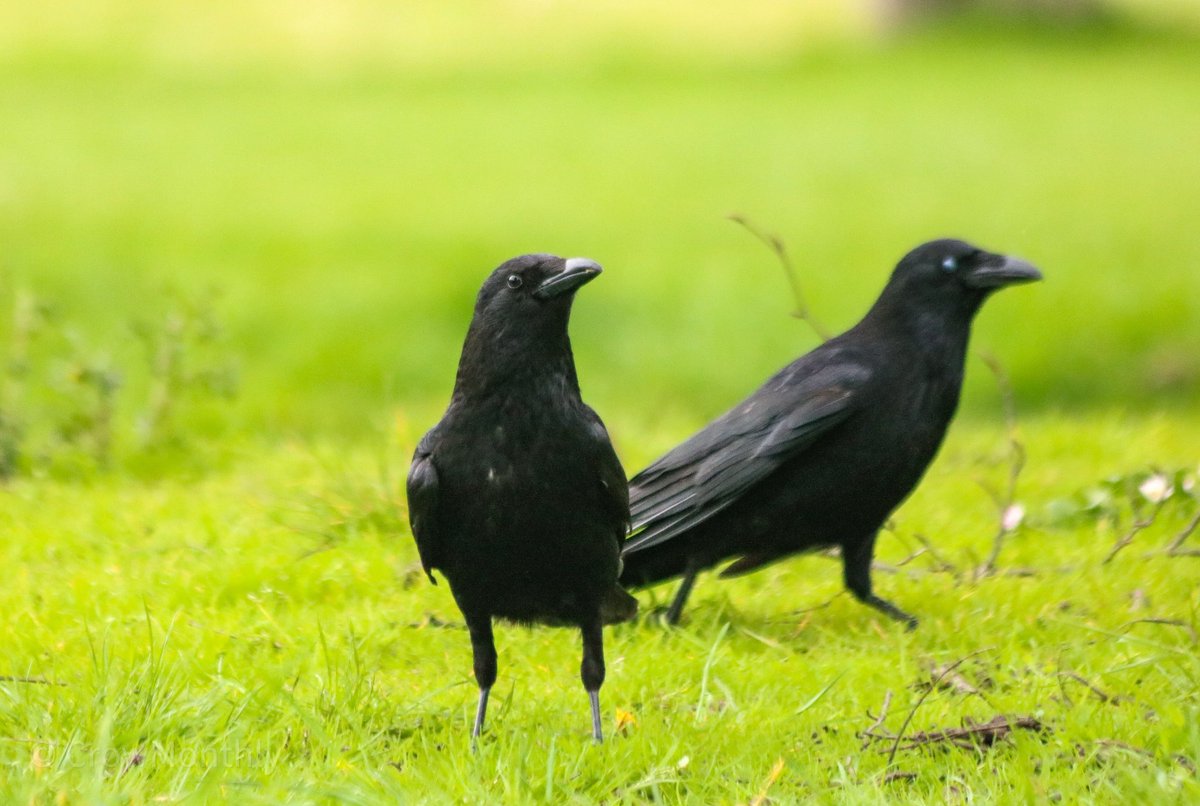 Crow Monthly tweet media