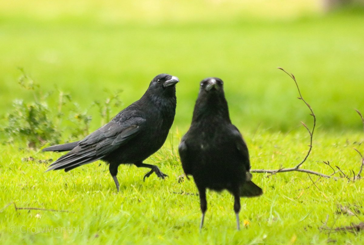 Crow Monthly tweet media