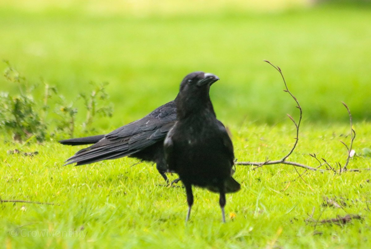 Crow Monthly tweet media