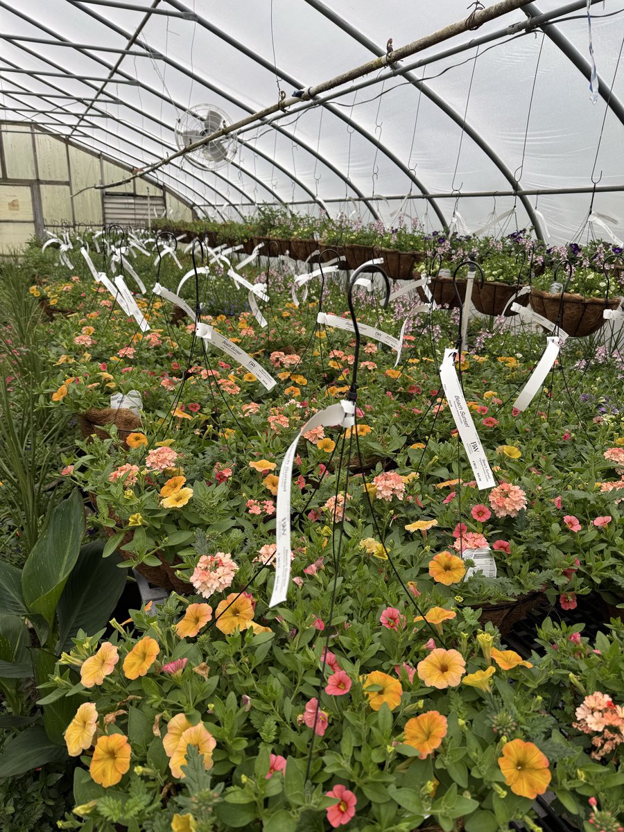 SunNurseriesInc's tweet photo. A little peek inside our greenhouse 🌿✨ and wow… the growth is thriving! Everything is coming together just in time for Mother’s Day.
Our premium sun-grown annual combos are looking full, vibrant, and ready to shine 🌸
✔️ Planted in fiber pots for easy, drop-in planting
✔️ Beautiful coco baskets designed to last all season long
Whether you’re gifting or refreshing your own space, these are made to impress 💐
Stay tuned… it only gets better from here!
#allseasoncolor #gardening #summervibes