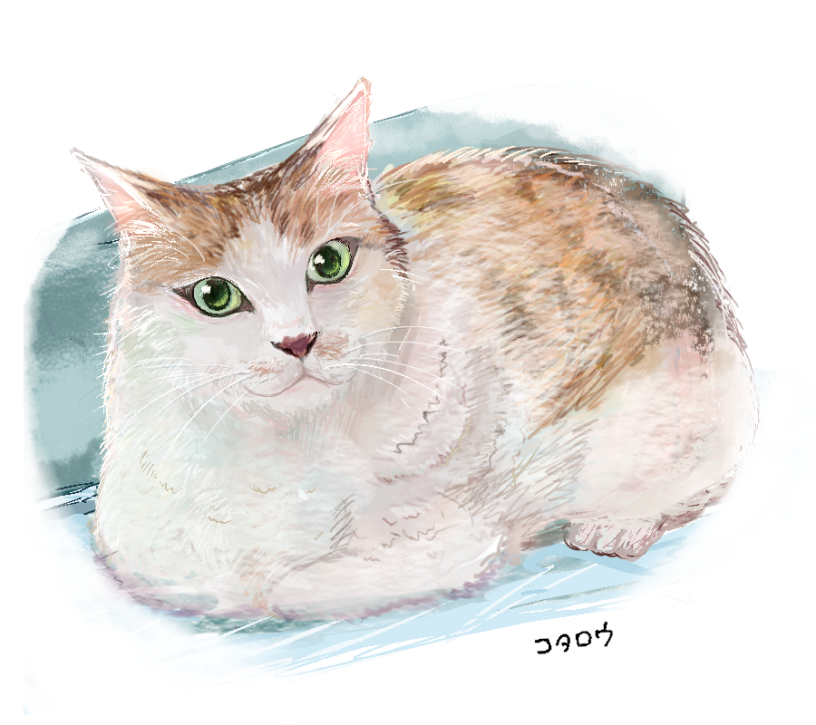 この前見せてもらった猫ちゃんです 