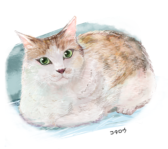 この前見せてもらった猫ちゃんです 