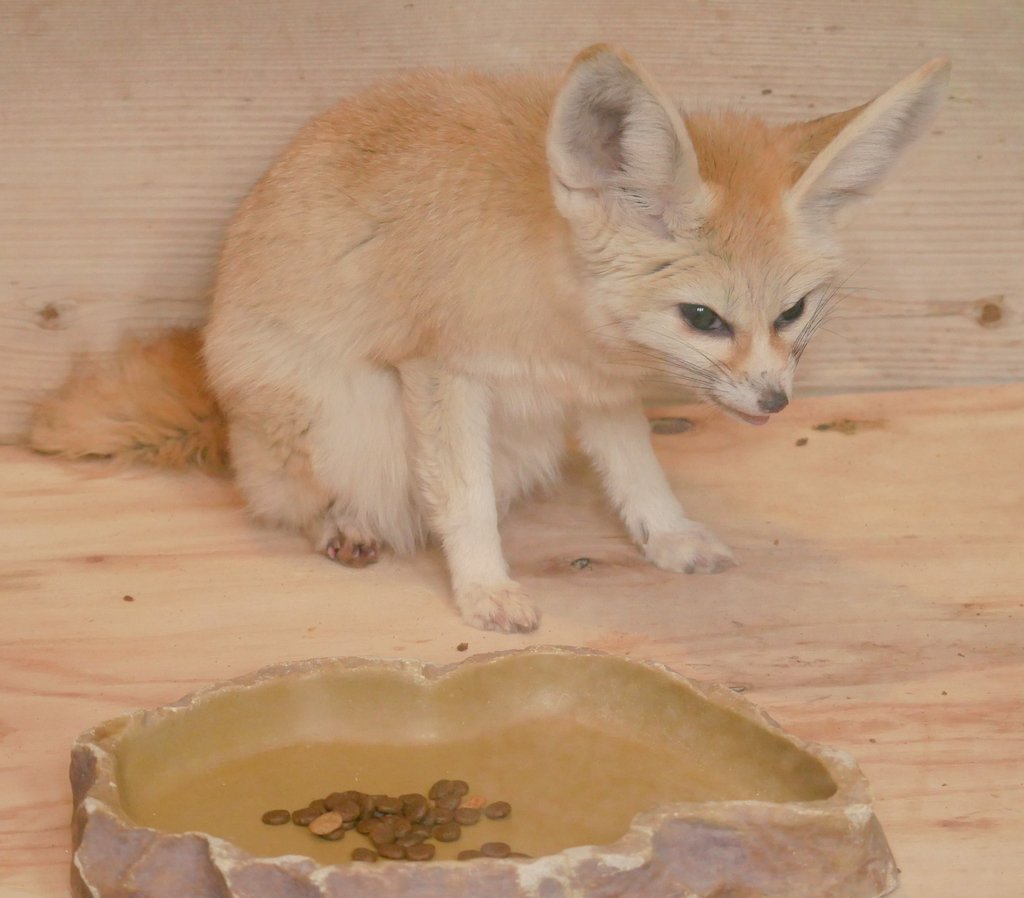 applekisaragi23's tweet photo. 今日(4/28)のフェネック🦊のカマルくん🦊です☺️

#井の頭自然文化園　#フェネック https://t.co/btQTkett0c