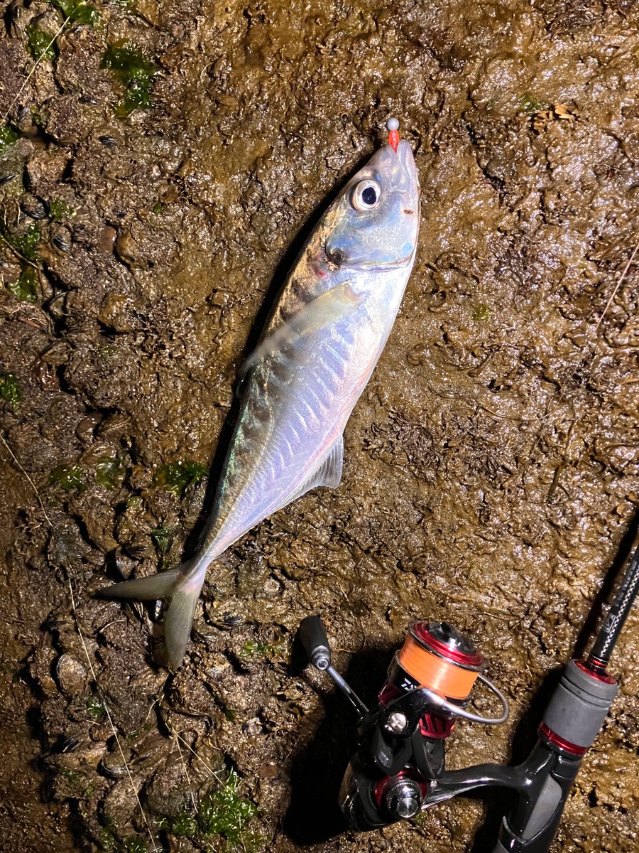 esuom14's tweet photo. 最近は釣りばっか行ってる🎣
編集がんばります… https://t.co/VICj7Wuja0