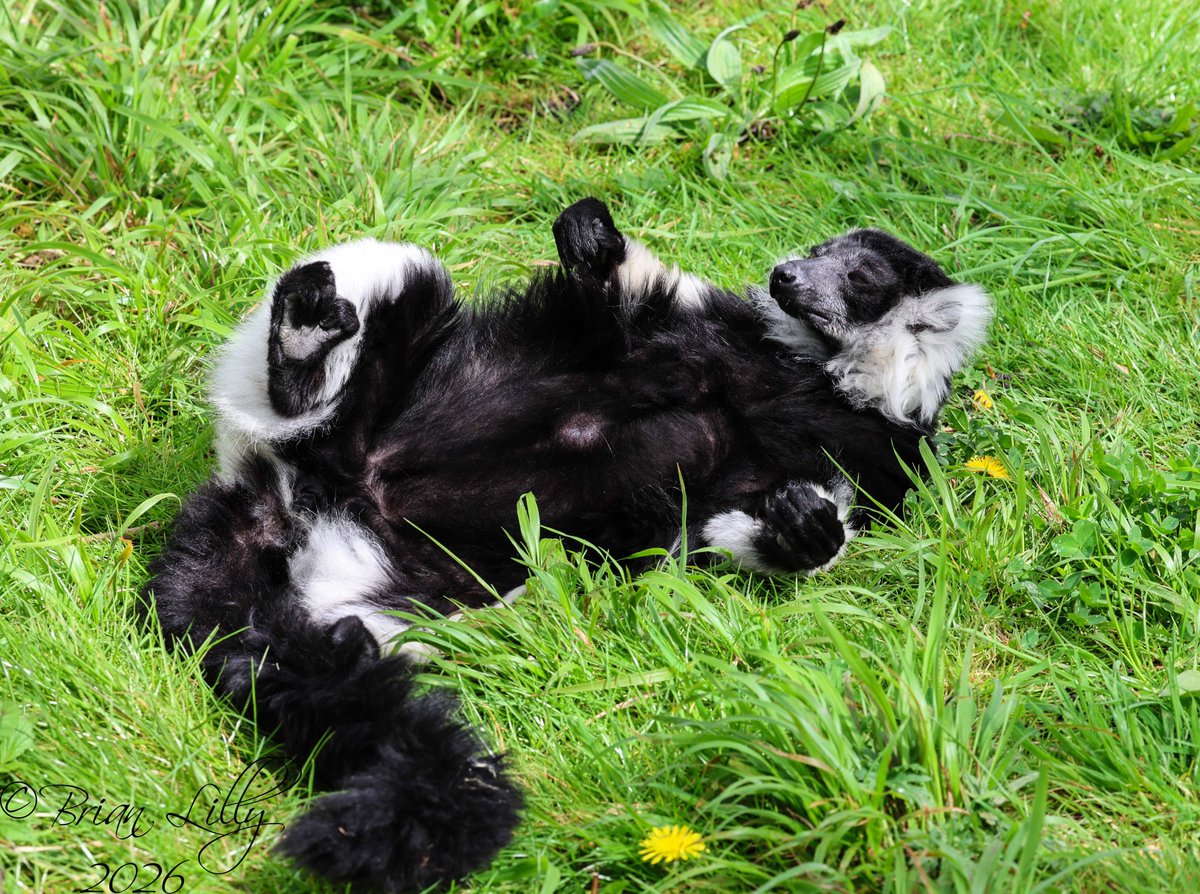 brglilly's tweet image. Black-and-white ruffed lemur relaxing on the grass @briszooproject #lemur #primates