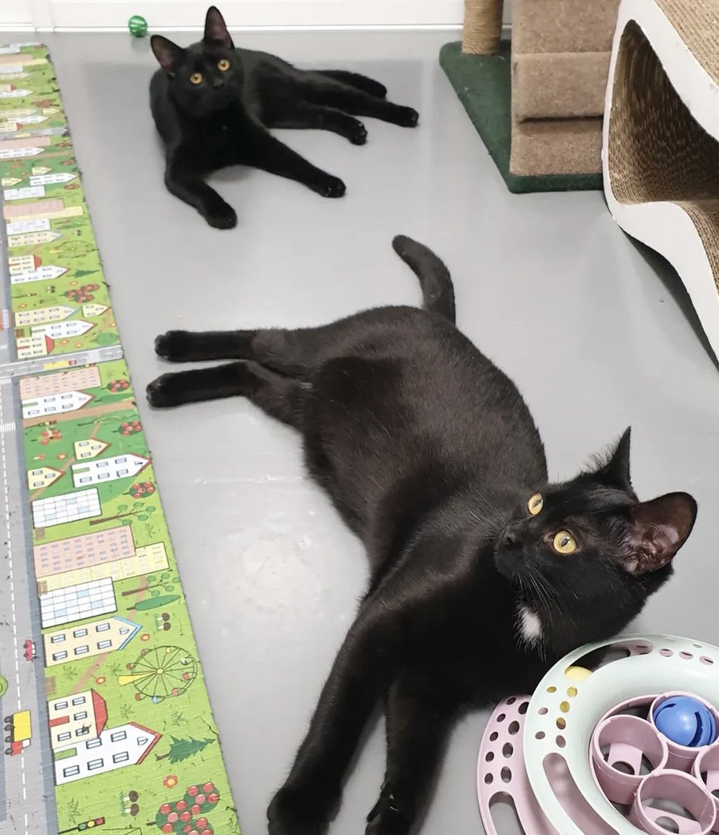 Петро Бінас tweet media