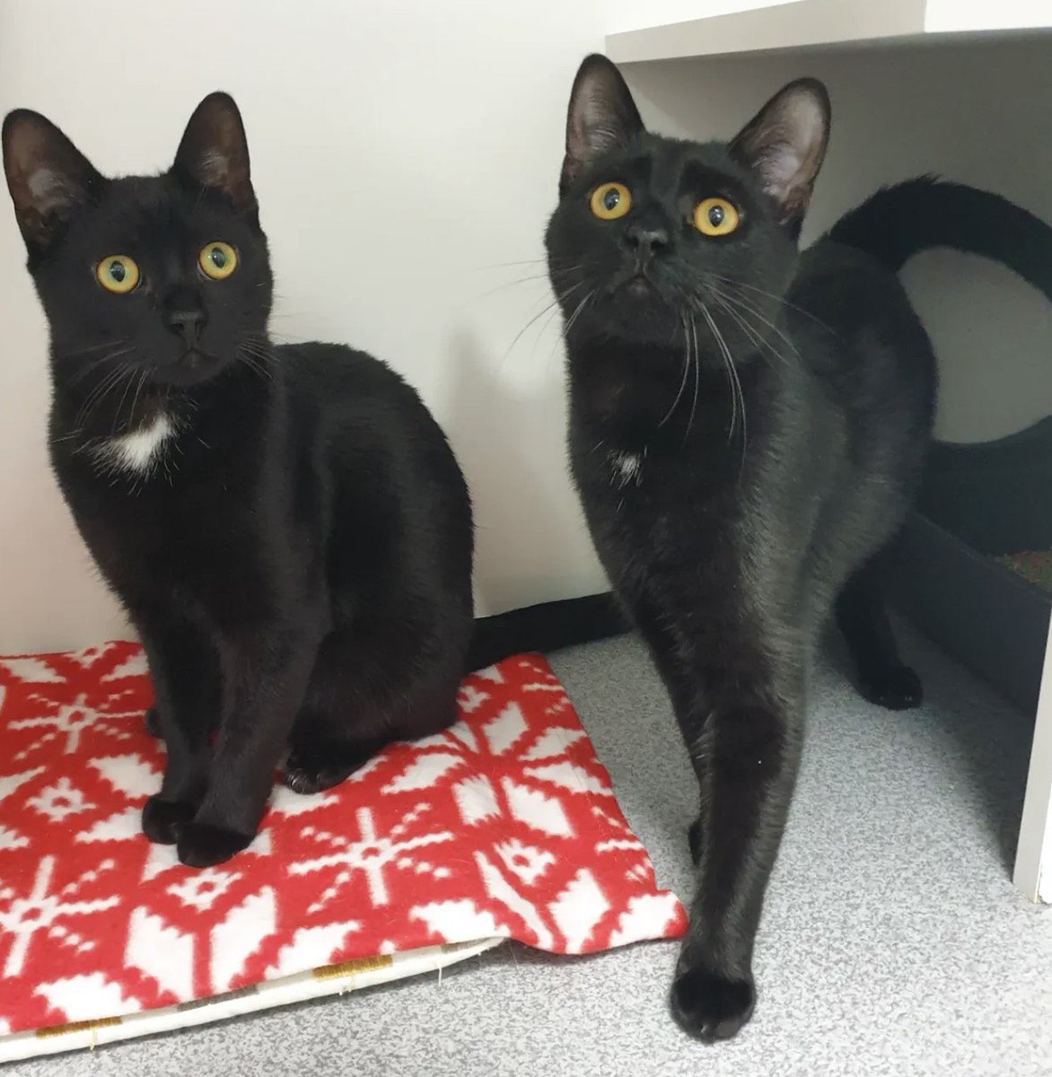 Петро Бінас tweet media