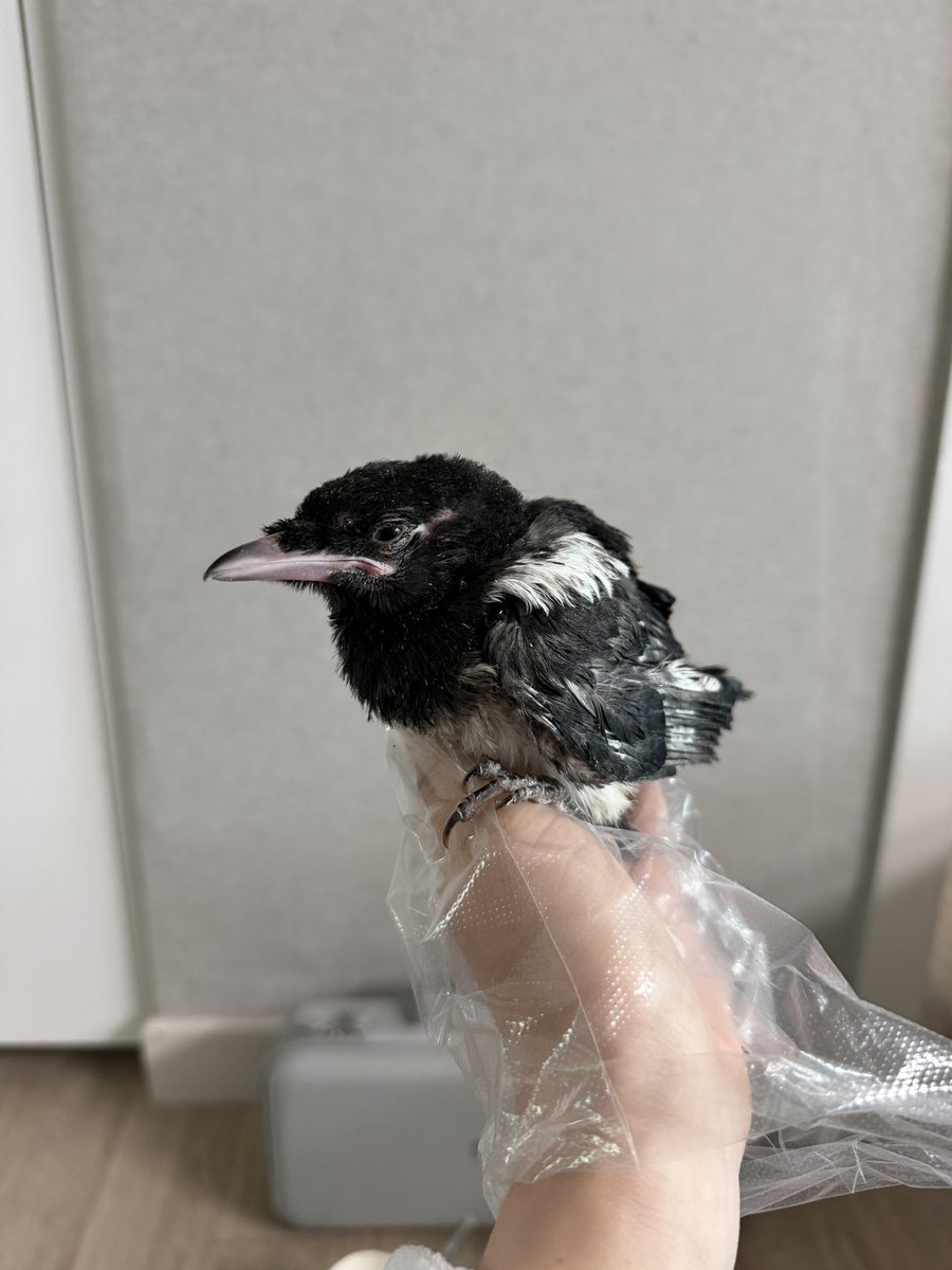 라호르🐮 tweet media