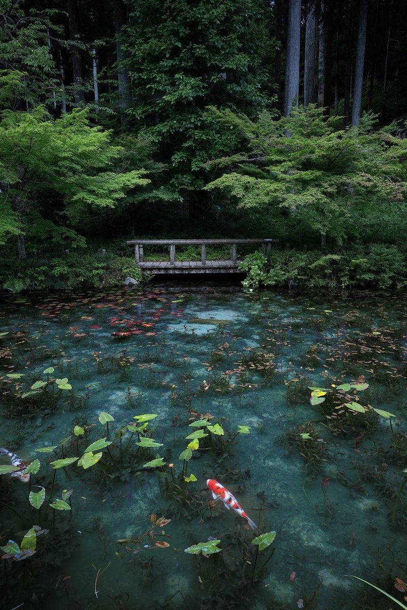 JapanNisi's tweet image. 「PLフィルターでモネの池を撮る」📸

透明度の高い湧水と初夏に咲く睡蓮の美しさが人気の撮影スポットであるモネの池でCPLフィルターを使い、撮影しました。

1枚目：BEFORE（フィルター未使用）
2枚目：AFTER（CPLフィルター使用）