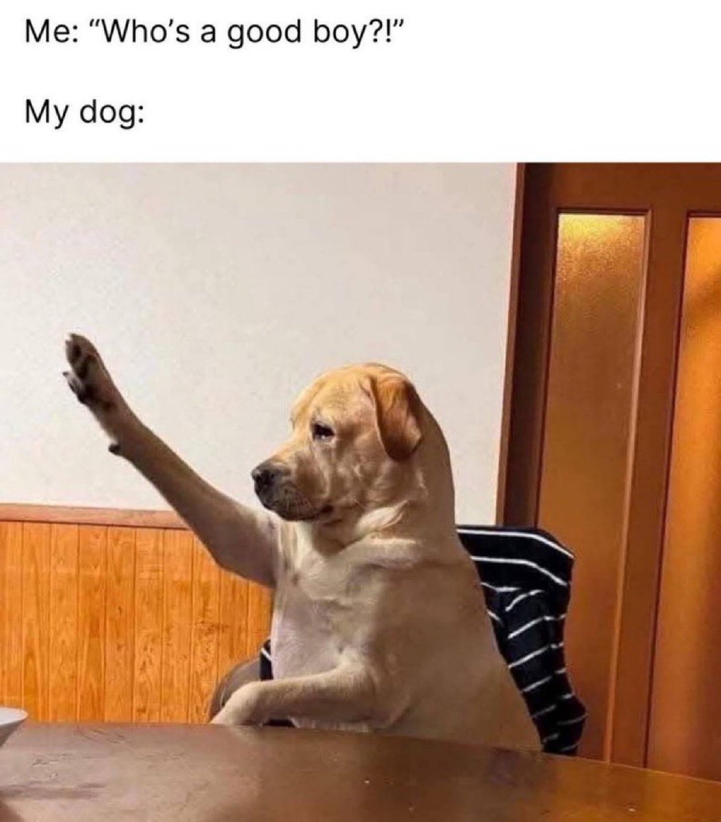 Puppies 🐶 tweet media