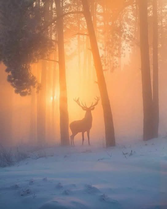 Chi ama la natura
vede bellezza ovunque.
(pierino rinaldi)