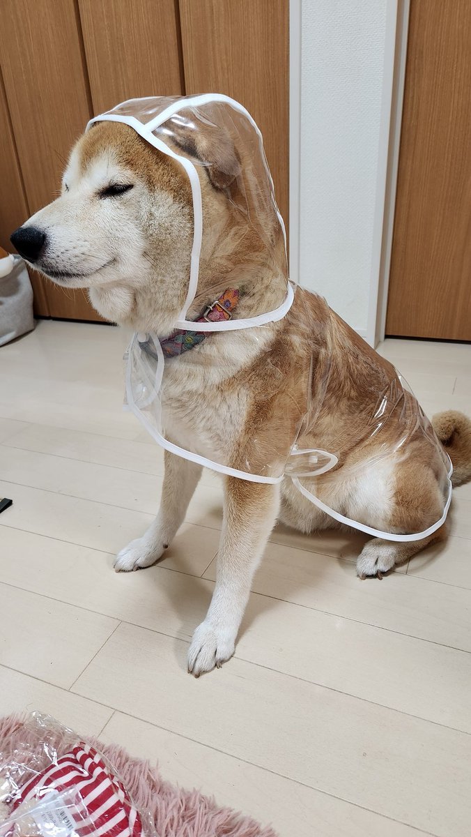 ペコ丸 tweet media