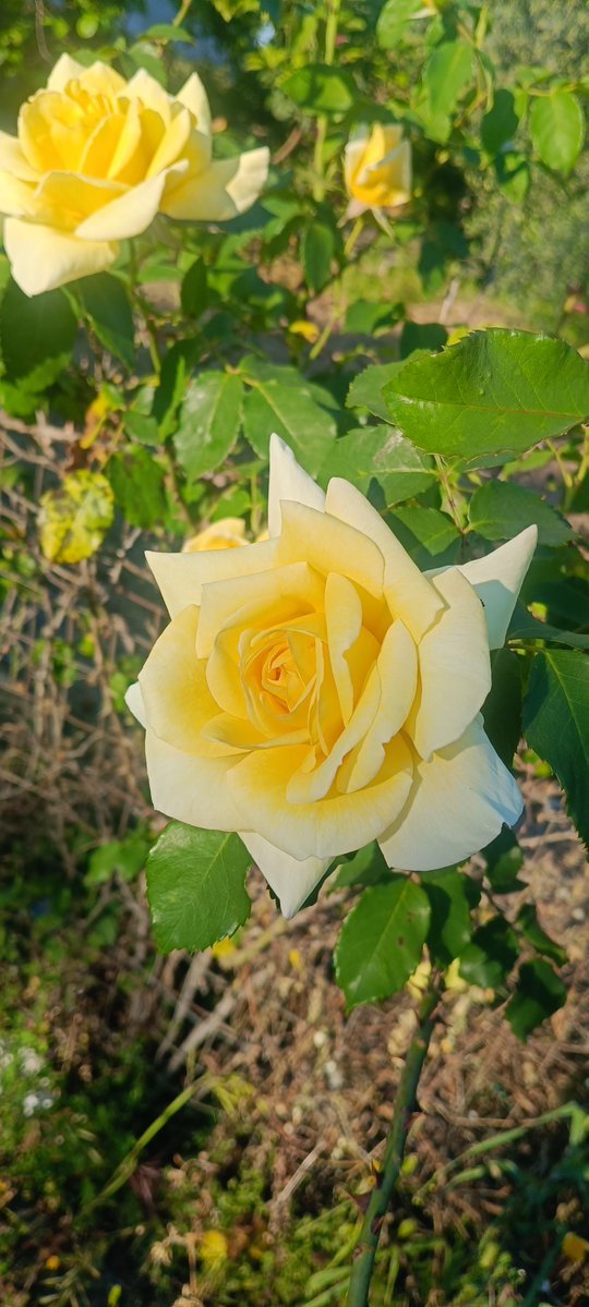 Bereka82Pan's tweet photo. Occhi che piangono,naso che esplode,sguardo fisso sul petalo
Praticamente non è allergia,è un duello all'ultimo starnuto tra me e la clorofilla
E sta vincendo lei  🤧 (ed è bellissima) 
#allergia #maiunagioia
#naturephotography 
#roses #yellowflowers #mygarden https://t.co/HIHtRb8rPv