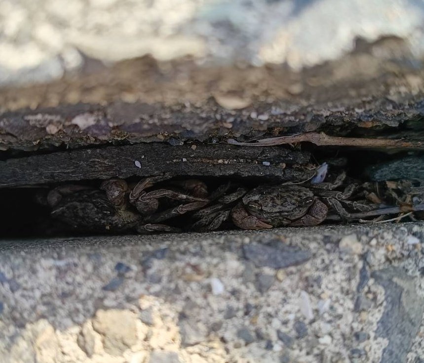 🦀カニ活🦀 tweet media