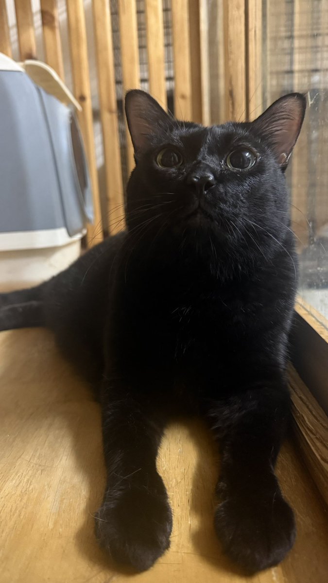 จจ ◡̈ ☁︎ *. 🌻🐈‍⬛ tweet media