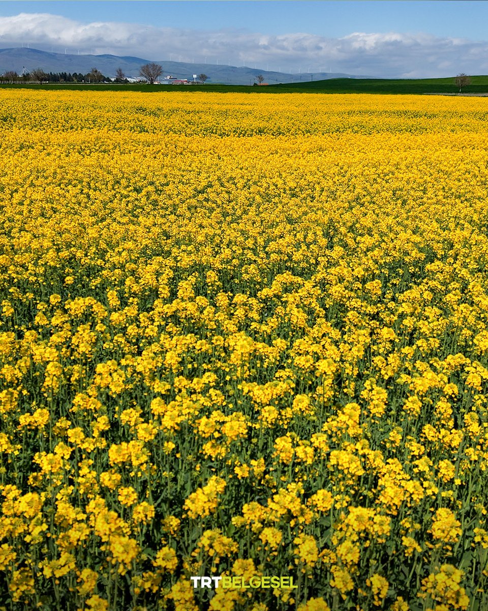 TRT Belgesel tweet media