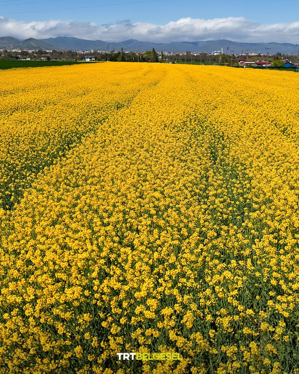 TRT Belgesel tweet media