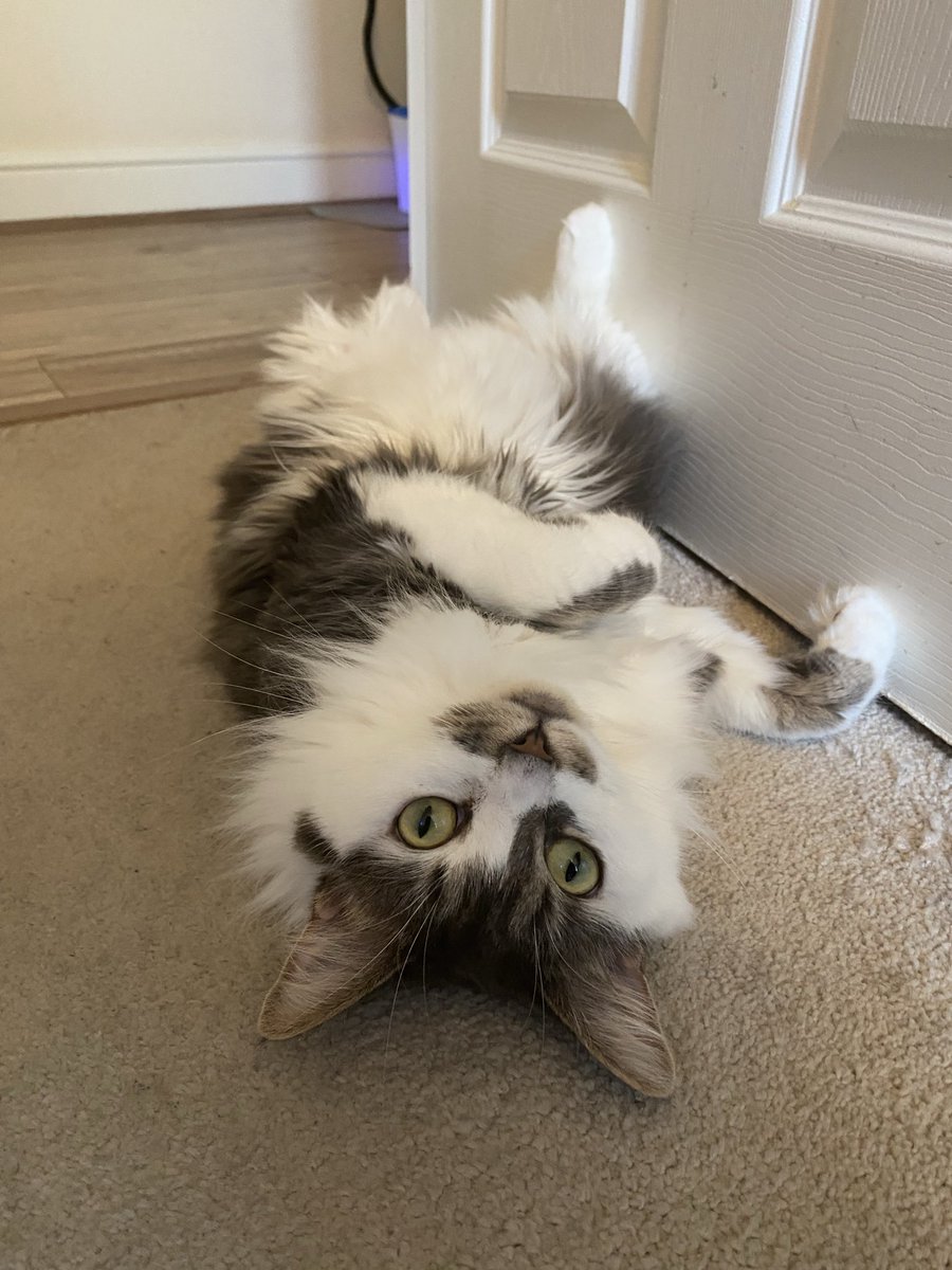 Codie_Jomer's tweet photo. @elenamics Going to hug my little mischief makers Jasper and Luna a little tighter after reading that. ❤️ https://t.co/fbNYLxyleT