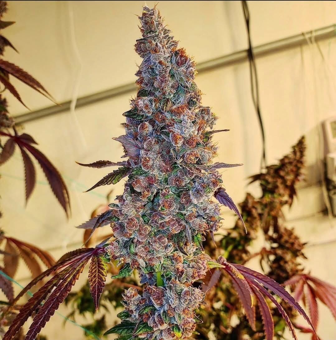 Bud Box puff tweet media