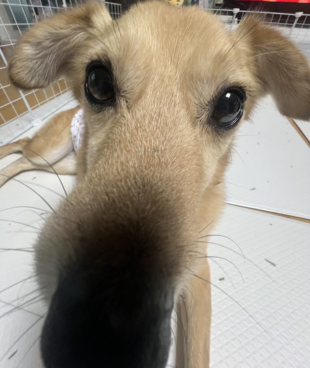 나팔봉 tweet media