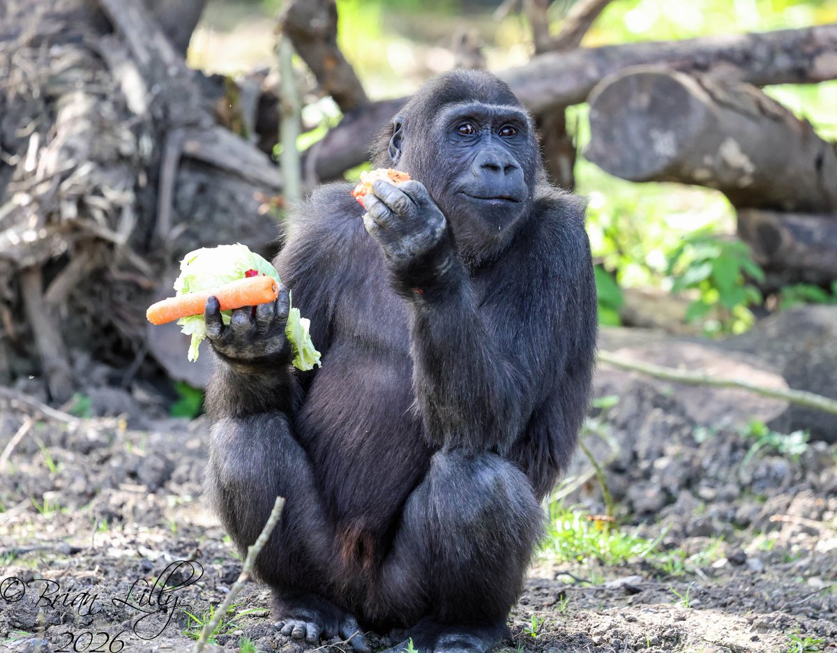 brglilly's tweet image. Western lowland gorilla 'Hasani' looking rather pleased with his selection of food @briszooproject #gorilla #primates