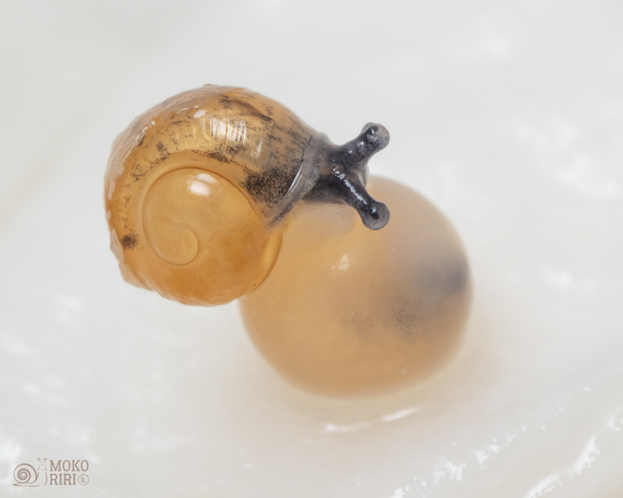 snails tweet media