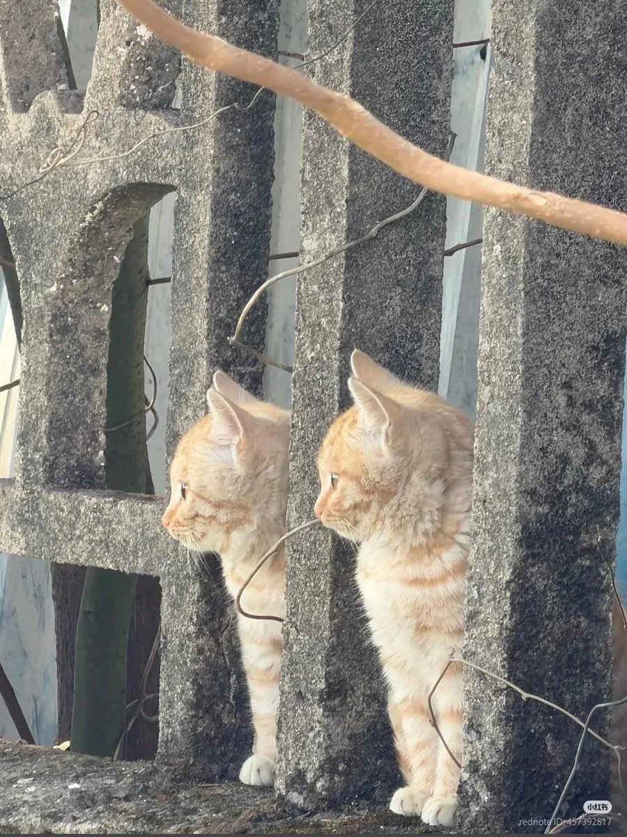 No Context Cats tweet media