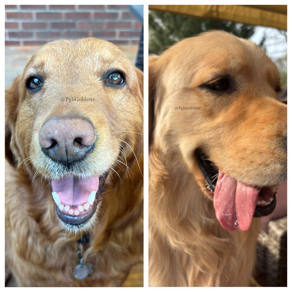 PghGoldens's tweet image. Because it’s #TongueOutTuesday, we offer these fantabulous tongues for all to admire. #GRC 

#DogsOfTwitter #GoldenRetrievers #PghGoldens