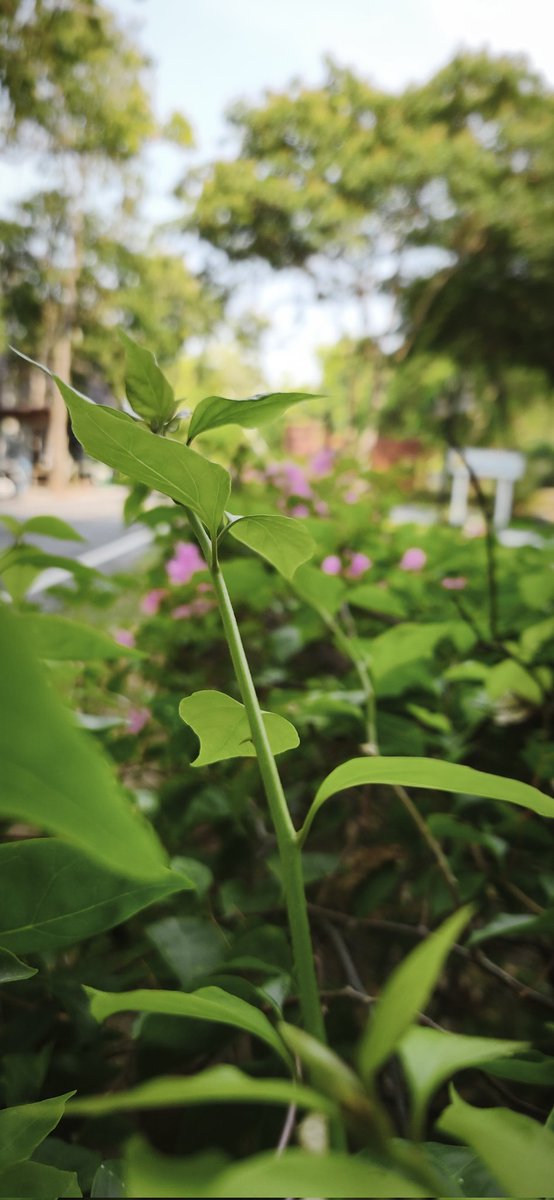 DEVIL MANG tweet media