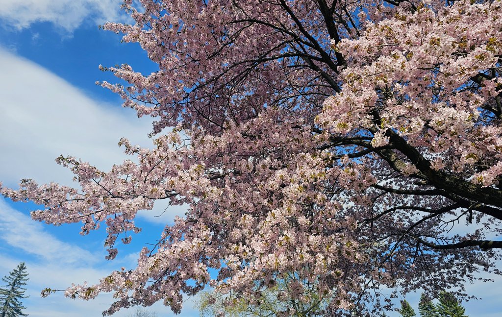 24s0zH0I3n58971's tweet image. 今年も春を感じてきました🌸
#桜 #春