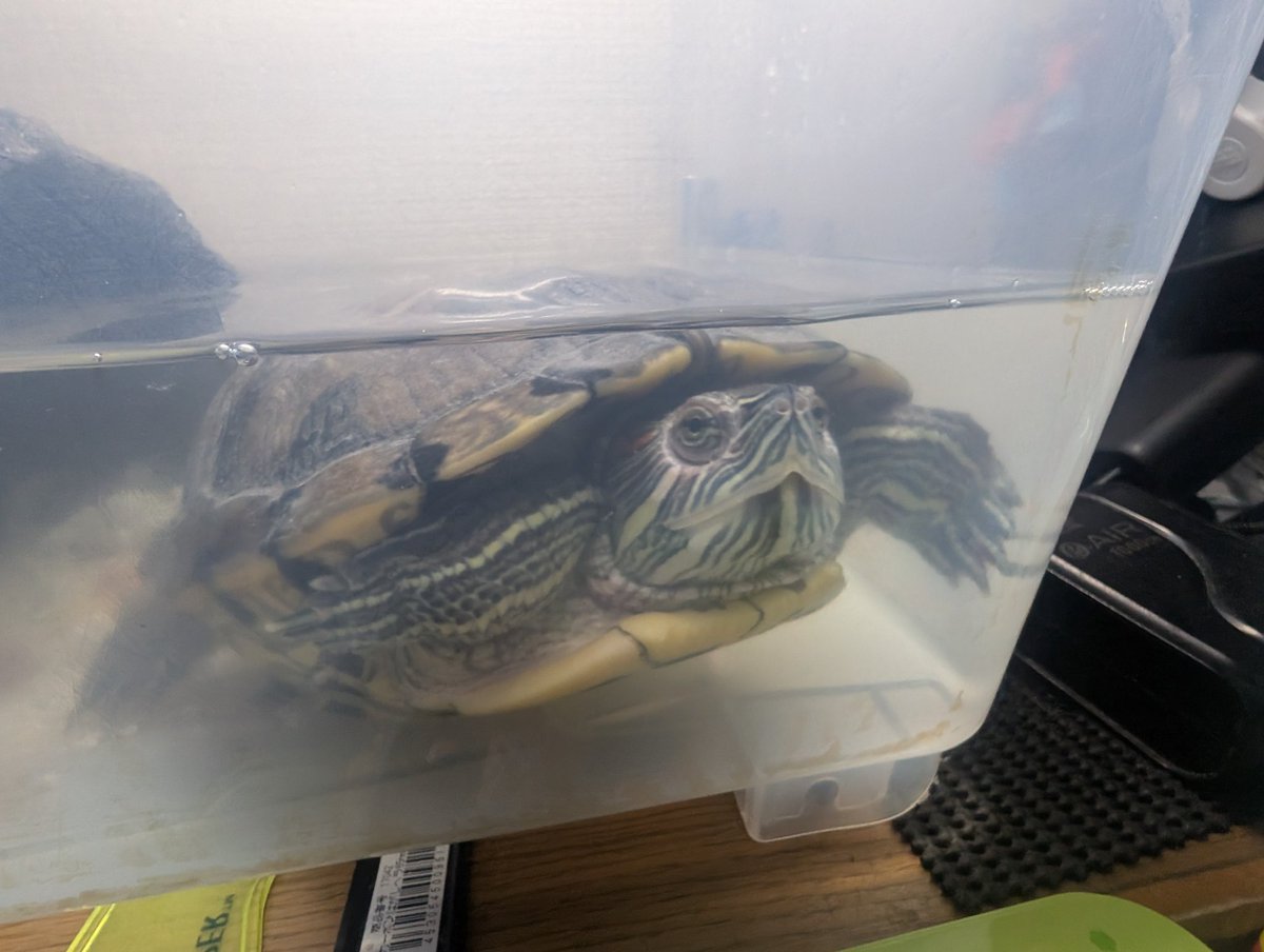 カメちゃん イマカメ〜カメダス🐢ちゃん