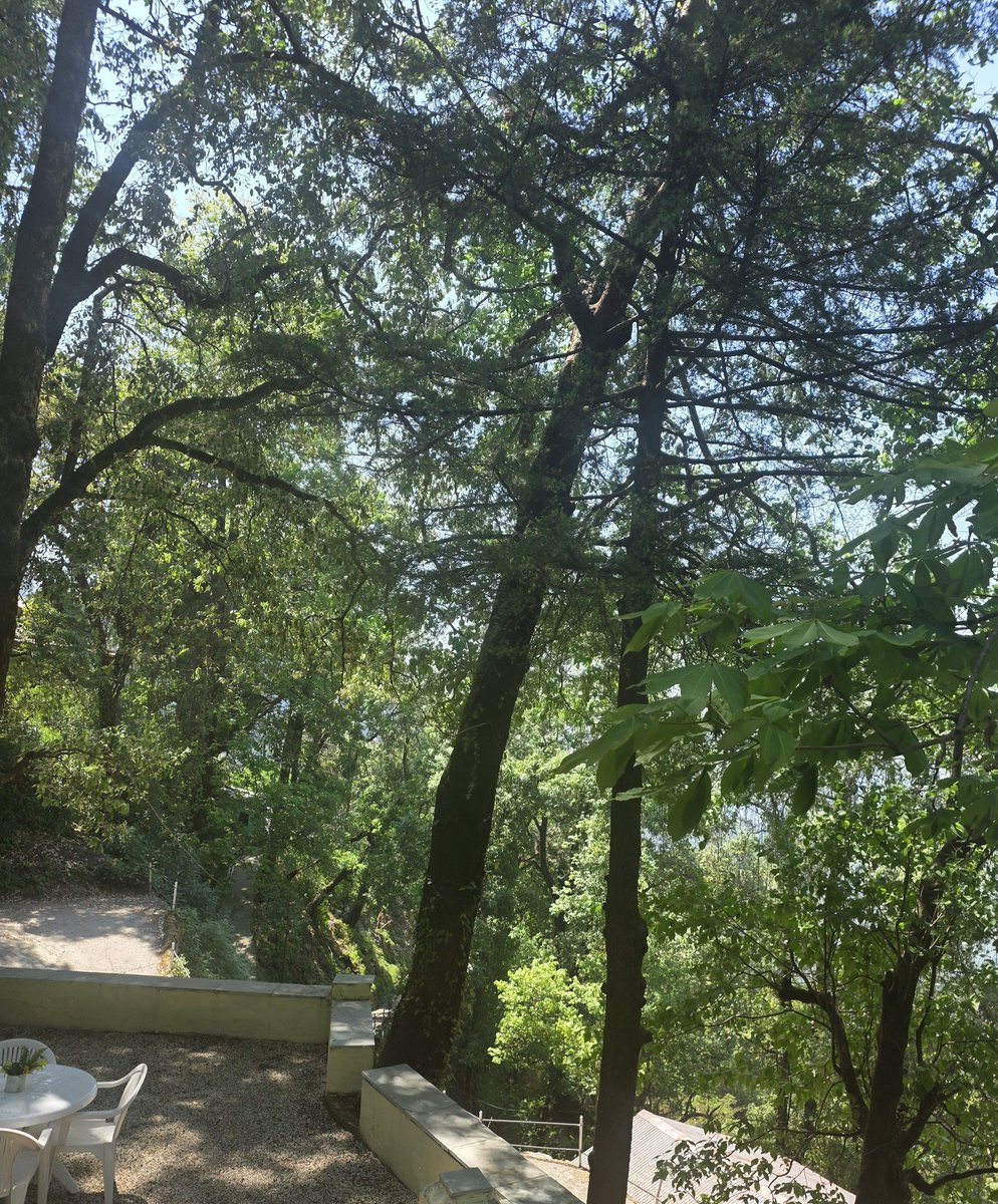 ShammiPara tweet media