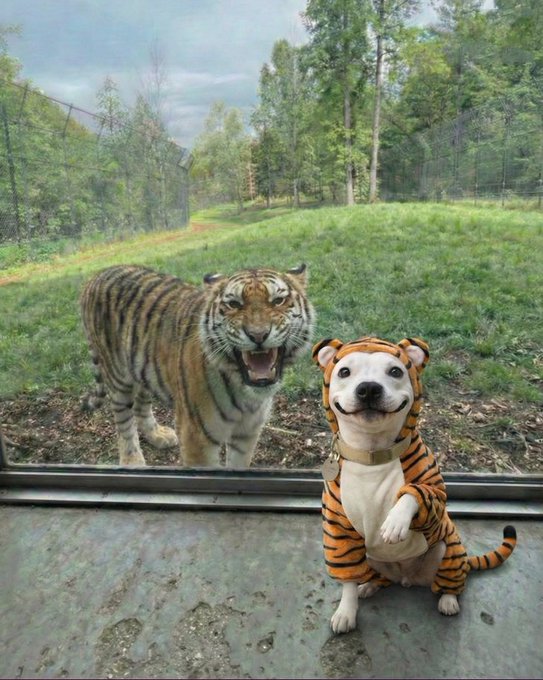 Th3Zynrix tweet media