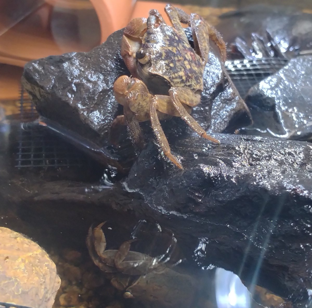 🦀カニ活🦀 tweet media