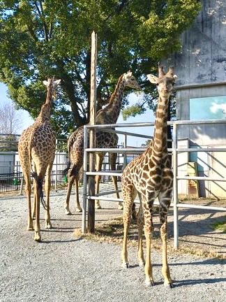 🐘アフリカゾウ や 🦒マサイキリン が観られます‼️ サバンナエリア