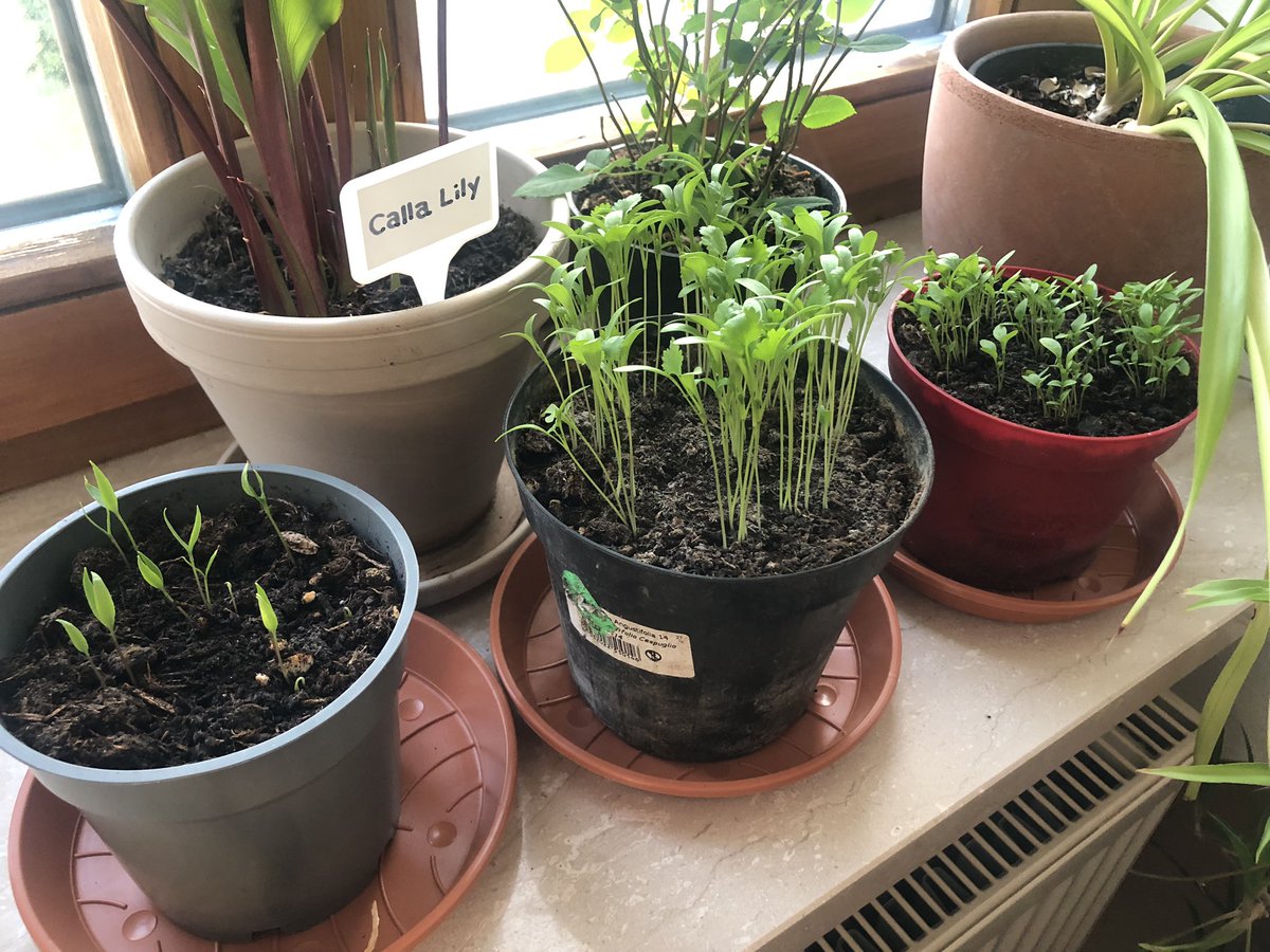 เอาผลประกอบการที่ไปแตะหญ้าช่วงนี้มาอวด กระถางด้านหน้าสุดจากทางซ้ายคือพริก ผักชี และพาร์สลี่ค่ะ! 🥰