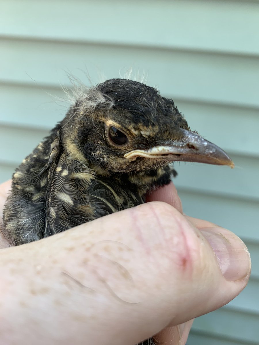 NHViking 🇺🇸 🌲ᚾᚺᚹᛁᚲᛁᛝ tweet media