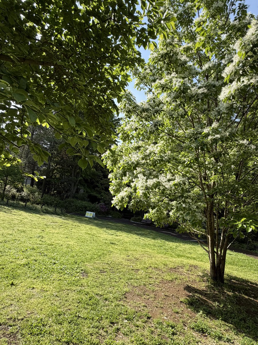 早起きしたのでお散歩へ
なんじゃもんじゃの花発見

#ボトックス が不自然だと感じたら
早期にボト解除鍼を開始する事で不自然さの修正が可能◎
一般美容鍼で解除は不可✖️
#ボトックス解除鍼  #瞼が重い #副作用 
#喋りにくい #オビソート 

病院で改善しない難症状も相談🉑
臨床27年 症例→<a href="/ryoing319/">ボトックス解除鍼・ボトックス修正/デザイン美容鍼®︎/東京目白/竹田竜太鍼灸整骨院</a>