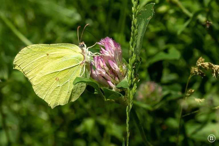 NomadasO's tweet image. ⭐ Ruta del Desfiladero de los Hocinos en Valdenoceda, #Burgos
nomadasocasionales.com/ruta-del-desfi…
