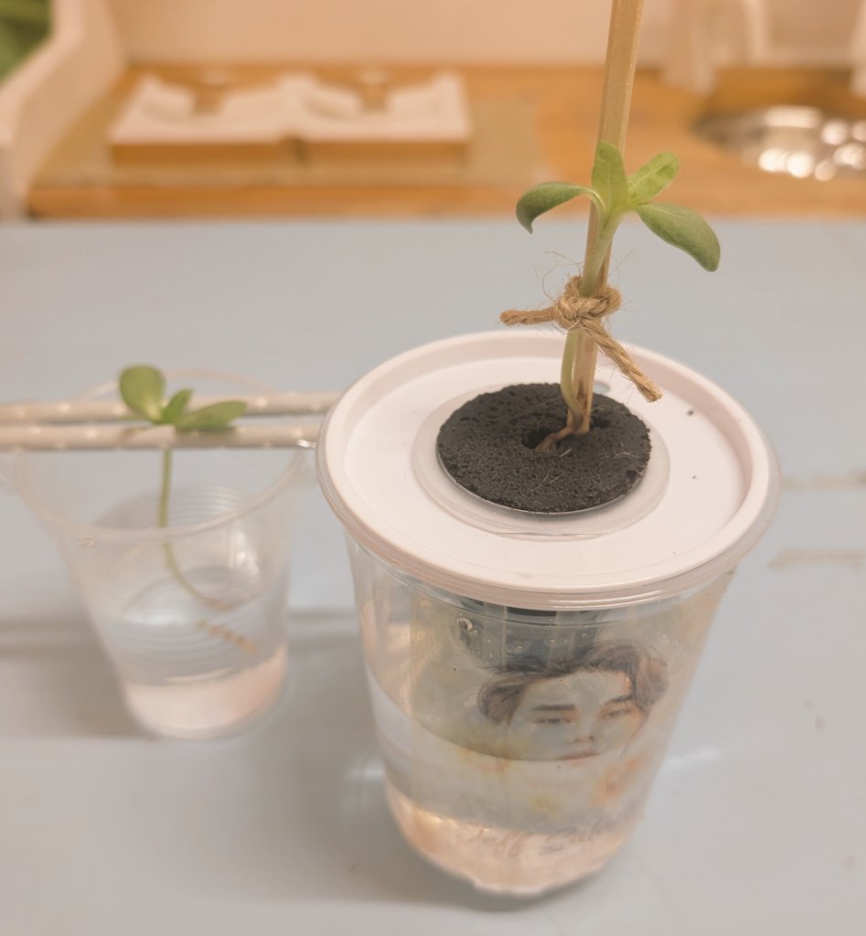 JeffSatur_JFC's tweet image. こんばんは🌝
今日も１日お疲れ様です。

なんと
4葉になりました…!!

まびいた🌱も4葉になり、
根ものびてきたので、
近々お引越し予定です。

皆さまの🌻報告も
たのしみにしてます🍀

#JeffSatur
#saturdayss
#JeffSaturdayssProject🌻