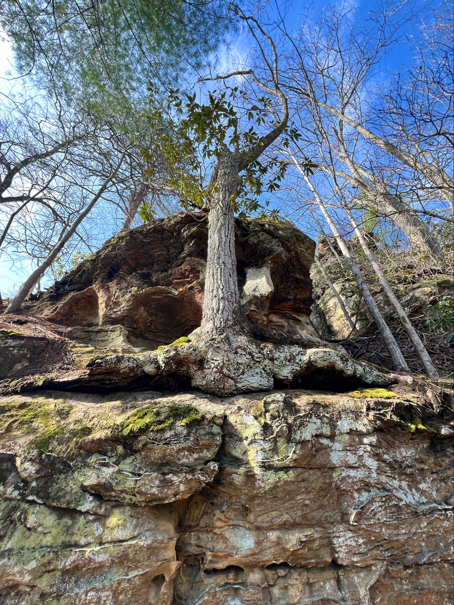 sliprockseeker's tweet image. #Rock and tree
together in #harmony

Happy #thicktrunktuesday