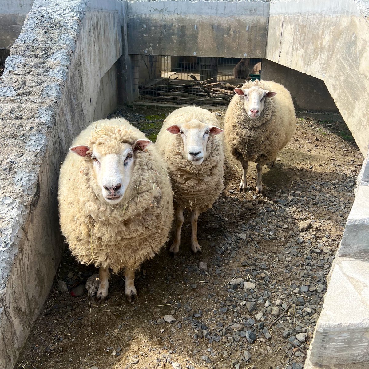 【公式】霞ケ浦 どうぶつとみんなのいえ tweet media