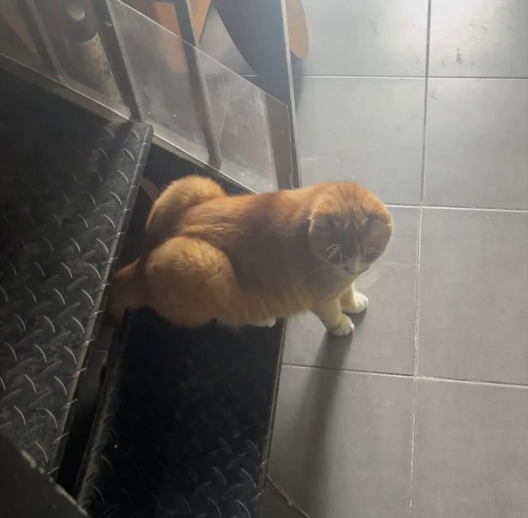 もふもふ動画 tweet media